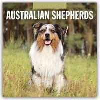 Produktbild: Australian Shepherds &ndash; Australian Shepherd 2027 &ndash; 16-Monatskalender