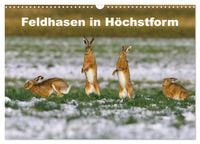 Produktbild: Feldhasen in H&ouml;chstform (Wandkalender 2027 DIN A3 quer), CALVENDO Monatskalender