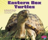 Produktbild: Eastern Box Turtles