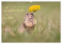 Produktbild: Zauberhafte Ziesel (Wandkalender 2026 DIN A2 quer), CALVENDO Monatskalender