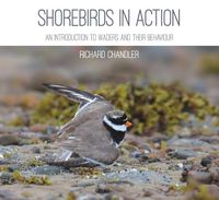 Produktbild: Shorebirds in Action