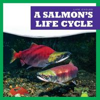 Produktbild: A Salmon's Life Cycle