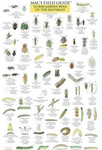 Produktbild: Mac's Field Guides: Southeast Garden Bugs