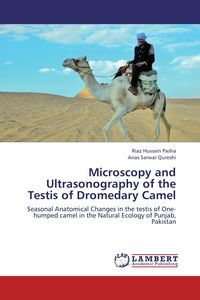 Produktbild: Microscopy and Ultrasonography of the Testis of Dromedary Camel