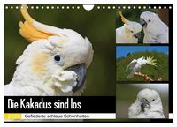 Produktbild: Die Kakadus sind los (Wandkalender 2026 DIN A4 quer), CALVENDO Monatskalender