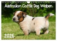 Produktbild: Australian Cattle Dog Welpen (Wandkalender 2026 DIN A4 quer), CALVENDO Monatskalender