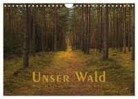 Produktbild: Unser Wald - Magische Sichten in norddeutsche W&auml;lder (Wandkalender 2026 DIN A4 quer), CALVENDO Monatskalender