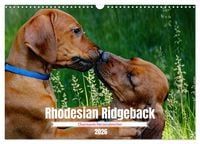 Produktbild: Rhodesian Ridgeback, Charmante Herzensbrecher (Wandkalender 2026 DIN A3 quer), CALVENDO Monatskalender