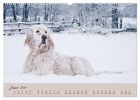 English Setter – Impressionen edler Hunde (hochwertiger Premium Wandkalender 2024 DIN A2 quer), Kunstdruck in Hochglanz