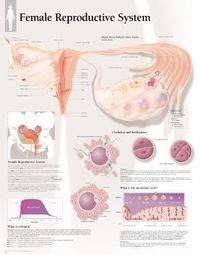 Produktbild: Understanding Nutrition Chart