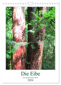 Bild vom Artikel Die Eibe - Der sagenumwobene Baum (Wandkalender 2024 DIN A4 hoch), CALVENDO Monatskalender vom Autor Claudia Schimmack