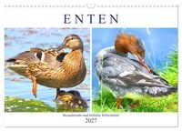 Produktbild: Enten. Bezaubernde und beliebte Schwimmer (Wandkalender 2027 DIN A3 quer), CALVENDO Monatskalender