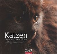 Bild vom Artikel Katzen - Diven auf Samtpfoten Kalender 2023. Eigenwillig und geliebt: Katzen-Porträts in einem großen Wandkalender. Tierkalender 2023 für Katzenfan vom Autor 