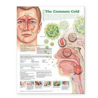 Produktbild: Understanding The Common Cold