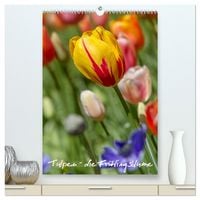 Produktbild: Tulpen - die Fr&uuml;hlingsblume (hochwertiger Premium Wandkalender 2026 DIN A2 hoch), Kunstdruck in Hochglanz