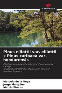 Produktbild: Pinus elliottii var. elliottii x Pinus caribaea var. hondurensis