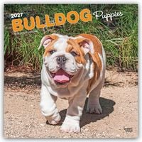 Produktbild: Bulldog Puppies &ndash; Bulldogge Welpen 2027 &ndash; 16-Monatskalender