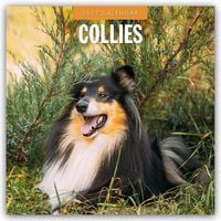 Produktbild: Collies &ndash; Collie 2027 &ndash; 16-Monatskalender