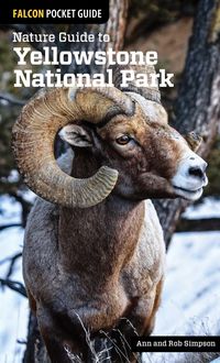 Produktbild: Nature Guide to Yellowstone National Park