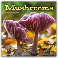 Produktbild: Mushrooms &ndash; Pilze 2026 &ndash; Wand-Kalender