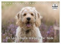 Produktbild: Ein Labradoodle-Welpe in der Heide (Tischkalender 2026 DIN A5 quer), CALVENDO Monatskalender