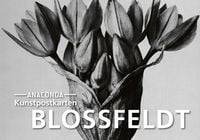 Produktbild: Postkarten-Set Blossfeldt