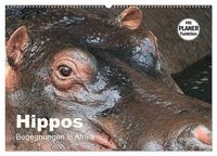 Produktbild: Hippos - Begegnungen in Afrika (Wandkalender 2026 DIN A2 quer), CALVENDO Monatskalender