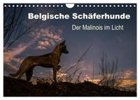 Produktbild: Belgische Sch&auml;ferhunde - Der Malinois im Licht (Wandkalender 2026 DIN A4 quer), CALVENDO Monatskalender