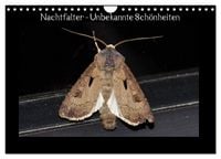 Produktbild: Nachtfalter - Unbekannte Sch&ouml;nheiten (Wandkalender 2026 DIN A4 quer), CALVENDO Monatskalender