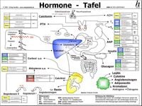 Produktbild: Hormone Tafel - A3 (laminiert)