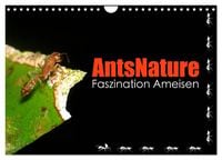 Produktbild: AntsNature - Faszination Ameisen (Wandkalender 2027 DIN A4 quer), CALVENDO Monatskalender