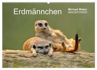 Produktbild: Erdm&auml;nnchen - Tierkinder (Wandkalender 2027 DIN A2 quer), CALVENDO Monatskalender