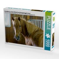 Produktbild: CALVENDO Puzzle Islandpferd in einem Reitstall bei Bl&aacute;sk&oacute;gabygg&eth;, Island | 1000 Teile Lege-Gr&ouml;&szlig;e 64x48cm Foto-Puzzle f&uuml;r gl&uuml;ckliche Stunden