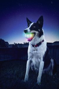 Bild vom Artikel NITE Ize GlowStreak LED Wurfball Transparent 1St. vom Autor 