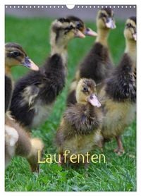 Produktbild: Laufenten (Wandkalender 2026 DIN A3 hoch), CALVENDO Monatskalender