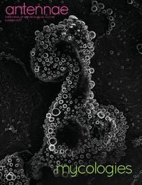 Produktbild: Antennae #58 Mycologies