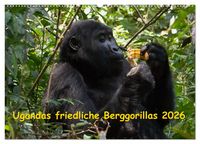 Produktbild: Ugandas friedliche Berggorillas (Wandkalender 2026 DIN A2 quer), CALVENDO Monatskalender
