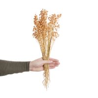 Bild vom Artikel BUTLERS FLOWER MARKET Trockenblumen Linium Länge 50cm vom Autor 