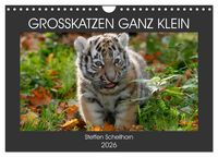 Produktbild: GROSSKATZEN GANZ KLEIN (Wandkalender 2026 DIN A4 quer), CALVENDO Monatskalender