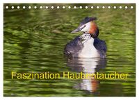 Produktbild: Faszination Haubentaucher (Tischkalender 2027 DIN A5 quer), CALVENDO Monatskalender