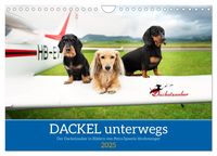 Dackel unterwegs (Wandkalender 2025 DIN A4 quer), CALVENDO Monatskalender