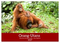 Produktbild: Orang-Utans - Menschen des Regenwaldes (Wandkalender 2027 DIN A4 quer), CALVENDO Monatskalender
