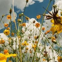 Produktbild: YOU ARE SPRING! (Yellow Wildflower Vinyl)