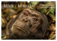 Produktbild: blick kontakt mit tieren im &ouml;stlichen und s&uuml;dlichen afrika (Wandkalender 2026 DIN A3 quer), CALVENDO Monatskalender
