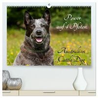 Produktbild: Power auf 4 Pfoten. Australian Cattle Dog (hochwertiger Premium Wandkalender 2026 DIN A2 quer), Kunstdruck in Hochglanz