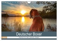 Produktbild: Deutscher Boxer (Wandkalender 2027 DIN A4 quer), CALVENDO Monatskalender