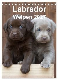 Produktbild: Labrador Welpen (Tischkalender 2027 DIN A5 hoch), CALVENDO Monatskalender
