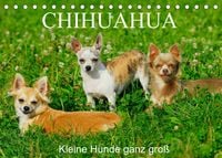 Produktbild: Chihuahua - Kleine Hunde ganz gro&szlig; (Tischkalender 2022 DIN A5 quer)