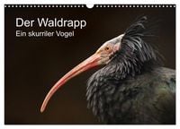 Produktbild: Der Waldrapp - Ein skurriler Vogel (Wandkalender 2027 DIN A3 quer), CALVENDO Monatskalender