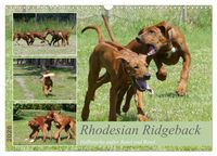 Produktbild: Rhodesian Ridgeback - Halbstarke au&szlig;er Rand und Band (Wandkalender 2026 DIN A3 quer), CALVENDO Monatskalender